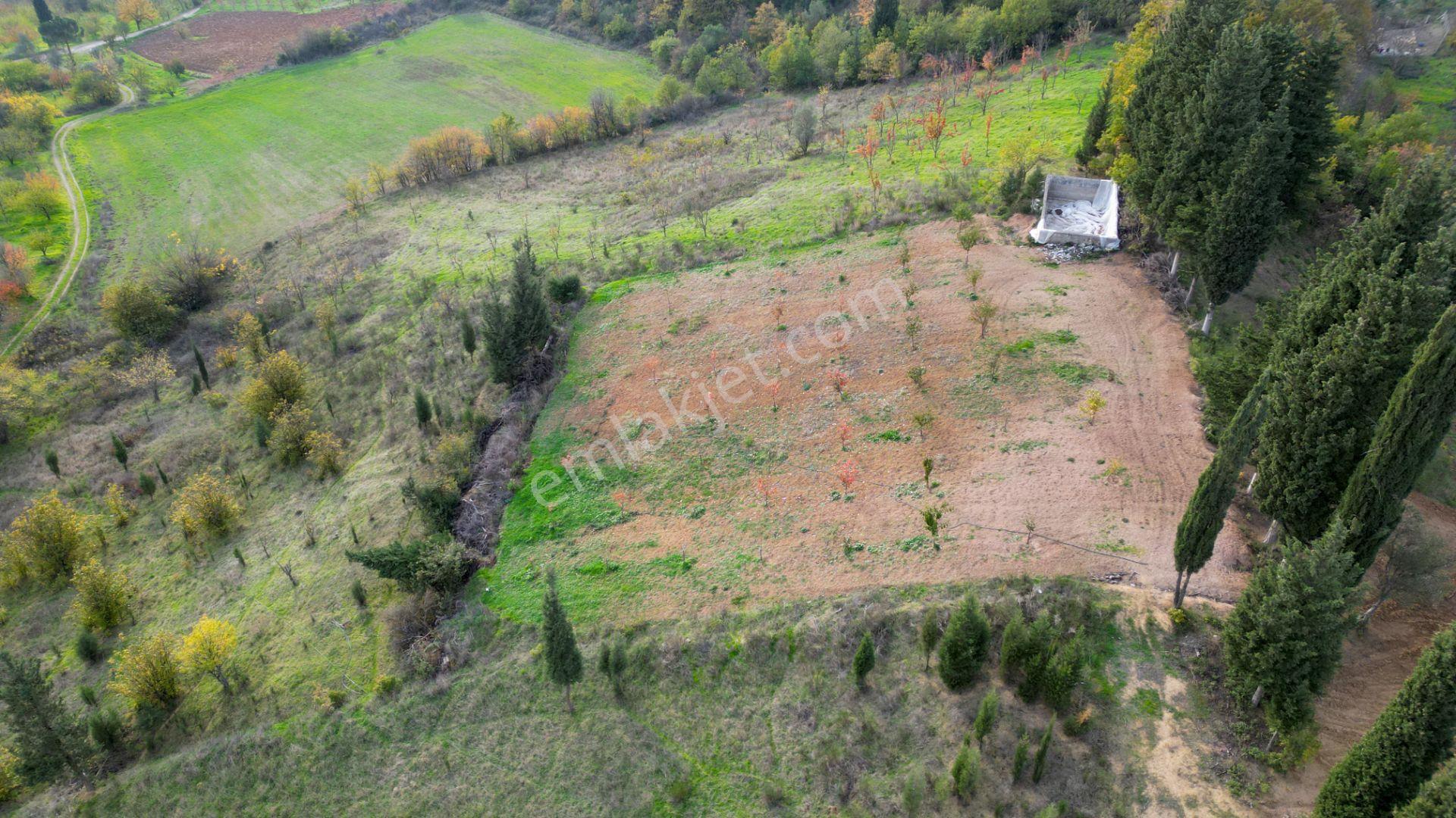 Kocaeli Karamürsel Akçat 1607 M² Satılık Bakımlı Meyve Bahçesi - Görsel 4