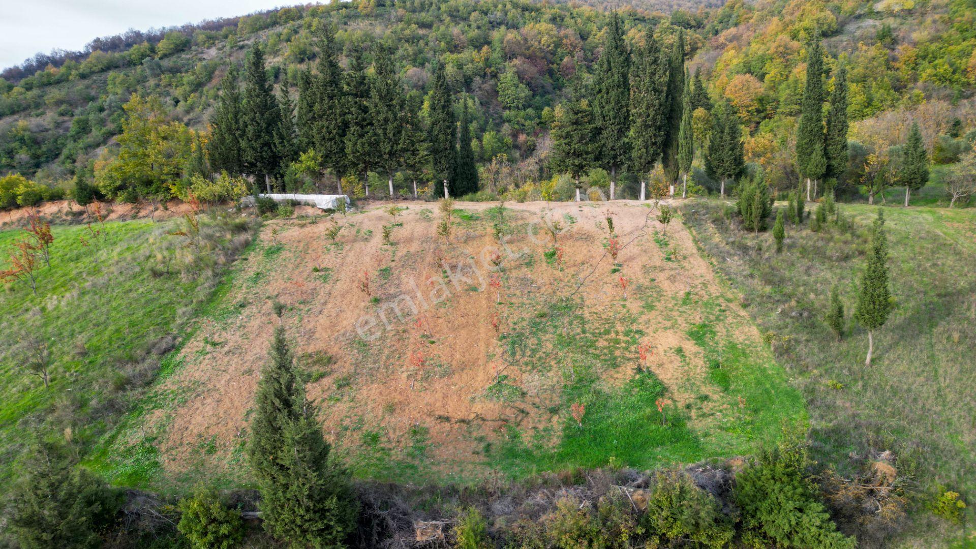 Kocaeli Karamürsel Akçat 1607 M² Satılık Bakımlı Meyve Bahçesi - Görsel 2