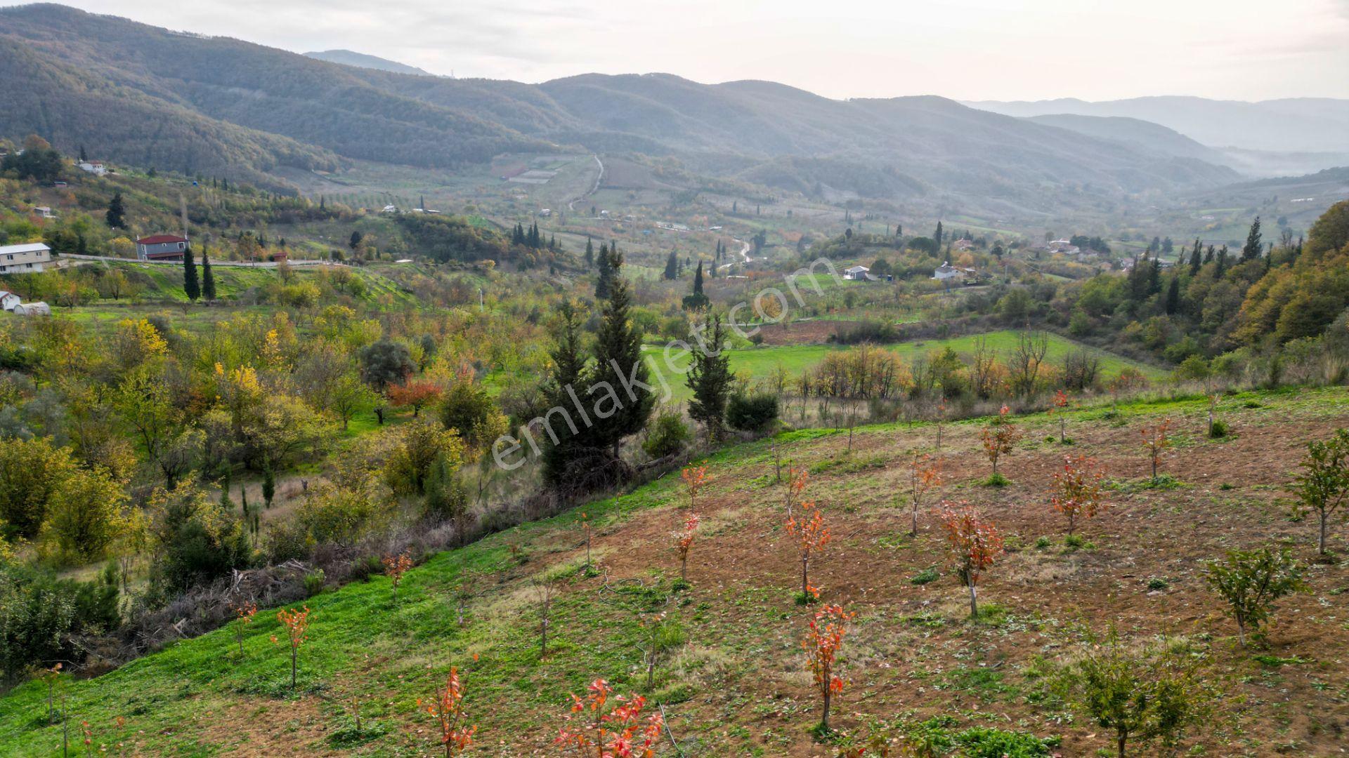 Kocaeli Karamürsel Akçat 1607 M² Satılık Bakımlı Meyve Bahçesi - Görsel 11