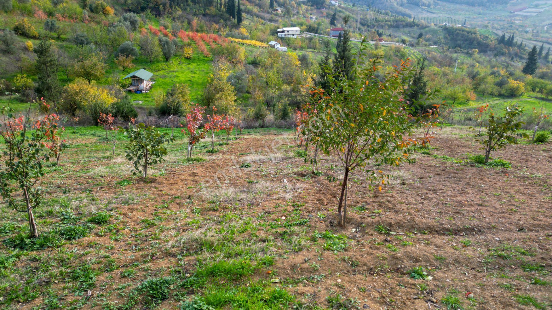 Kocaeli Karamürsel Akçat 1607 M² Satılık Bakımlı Meyve Bahçesi - Görsel 13