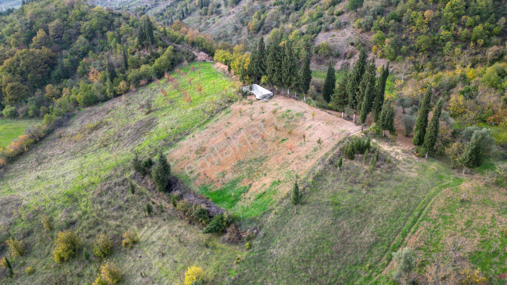 Kocaeli Karamürsel Akçat 1607 M² Satılık Bakımlı Meyve Bahçesi - Görsel 19