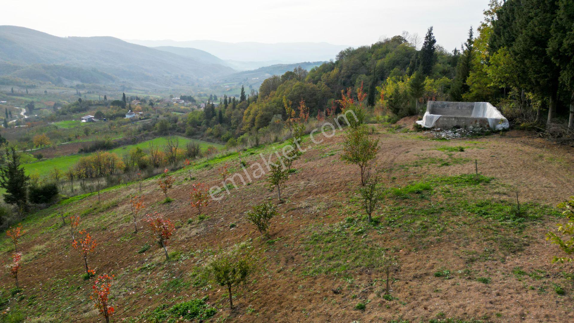 Kocaeli Karamürsel Akçat 1607 M² Satılık Bakımlı Meyve Bahçesi - Görsel 10
