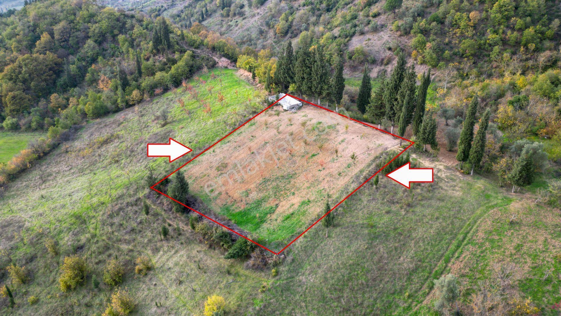 Kocaeli Karamürsel Akçat 1607 M² Satılık Bakımlı Meyve Bahçesi