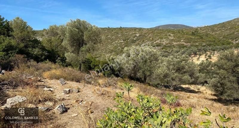 Karaburun Mordoğan Satılık Zeytinli Tarla - Görsel 7