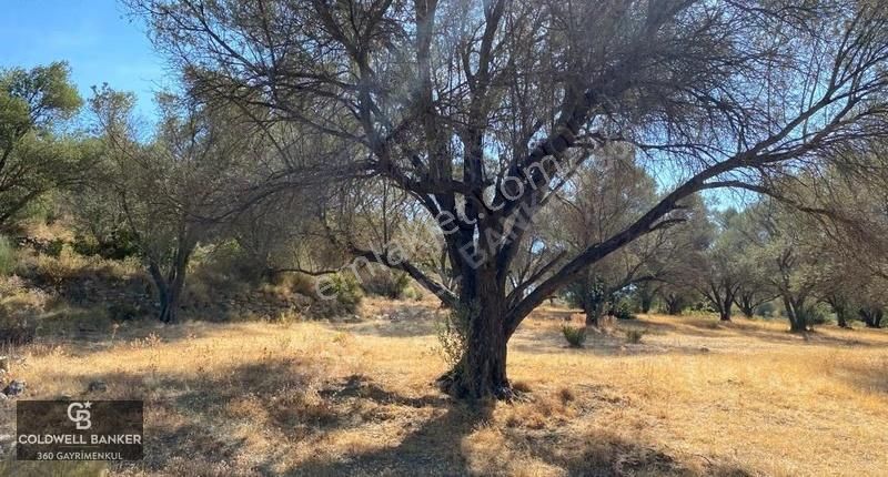 Karaburun Mordoğan Satılık Zeytinli Tarla - Görsel 11