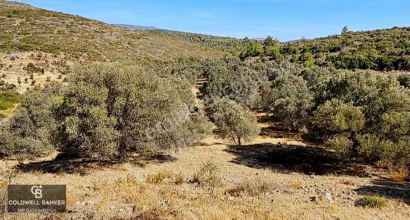 Karaburun Mordoğan Satılık Zeytinli Tarla - Görsel 3