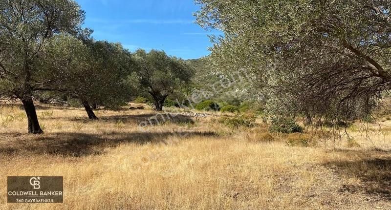 Karaburun Mordoğan Satılık Zeytinli Tarla - Görsel 15