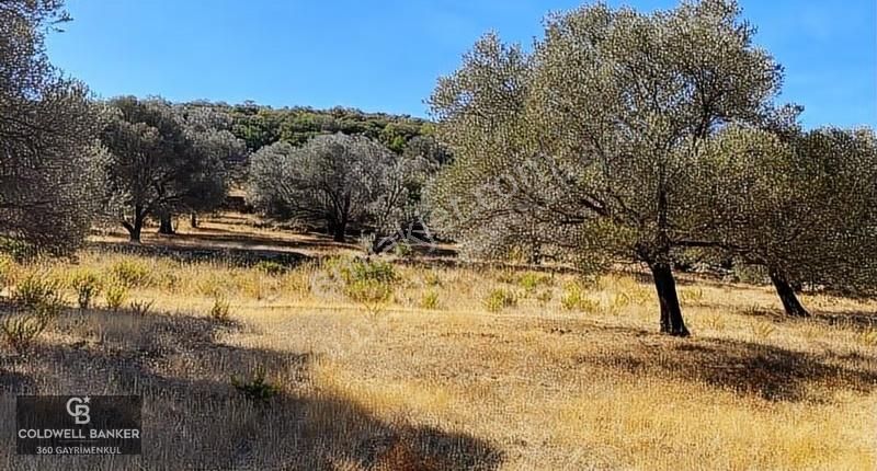 Karaburun Mordoğan Satılık Zeytinli Tarla - Görsel 5