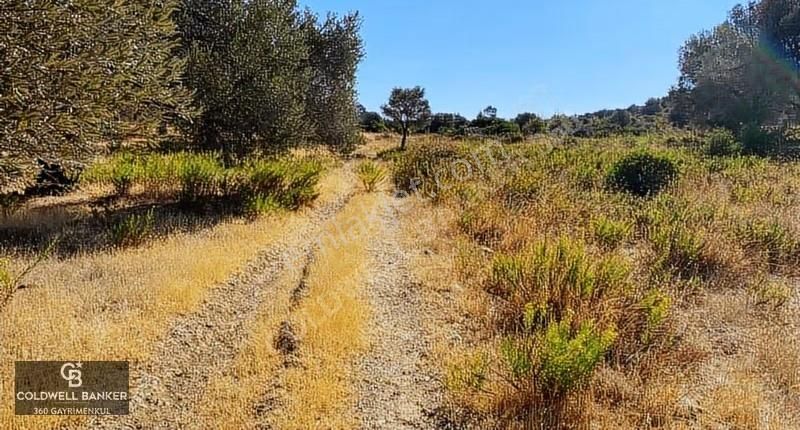 Karaburun Mordoğan Satılık Zeytinli Tarla - Görsel 8