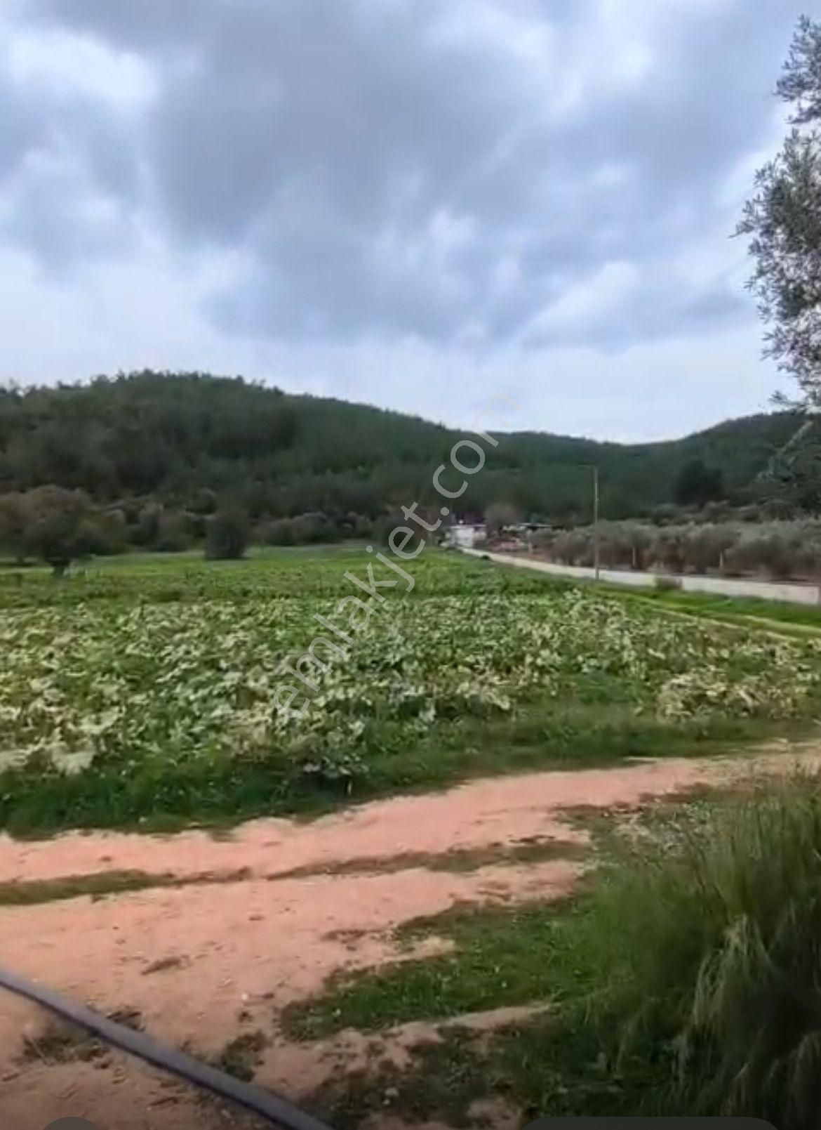 Turyap Menderes'ten Değirmendere'de Hisse Tapulu 4589m² Tarla - Görsel 8