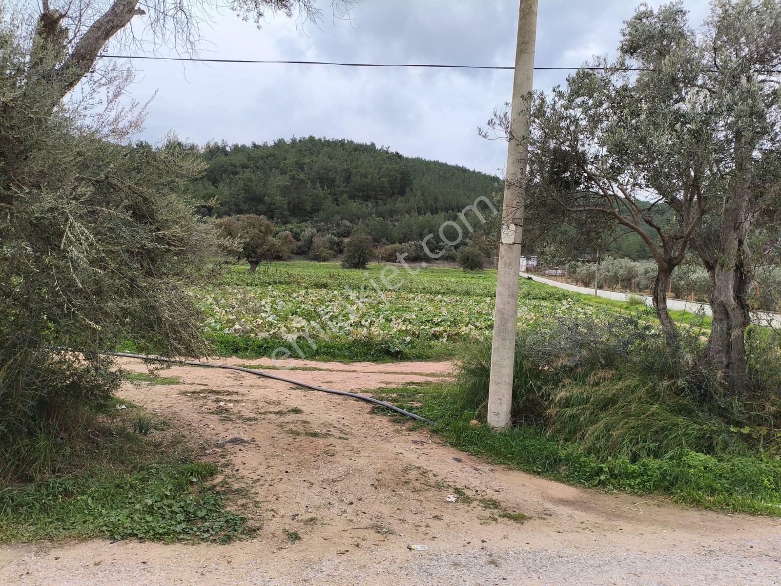 Turyap Menderes'ten Değirmendere'de Hisse Tapulu 4589m² Tarla - Görsel 5