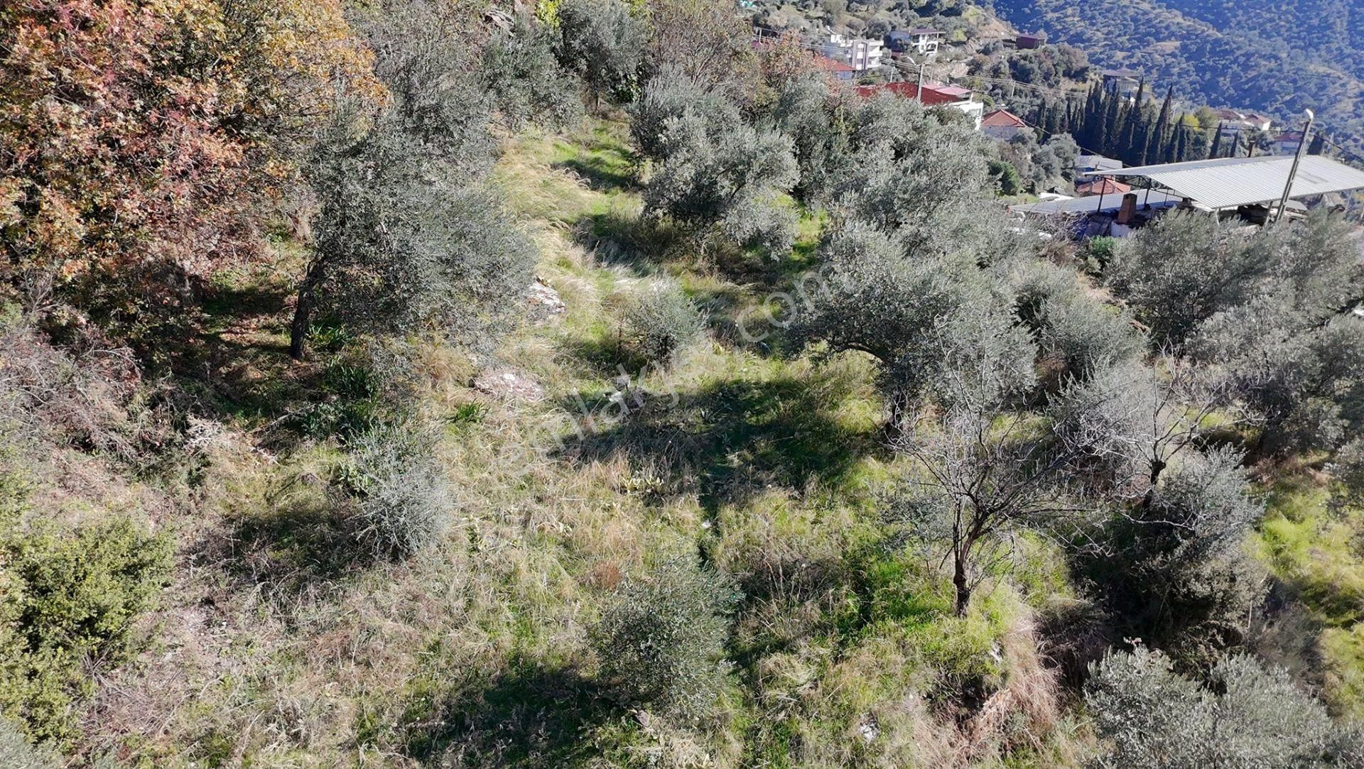 Aydın / Sultanhisar – Malgaçmustafa Mahallesi Satılık Zeytinlik – 1 Dönüm (904 M²) - Görsel 2
