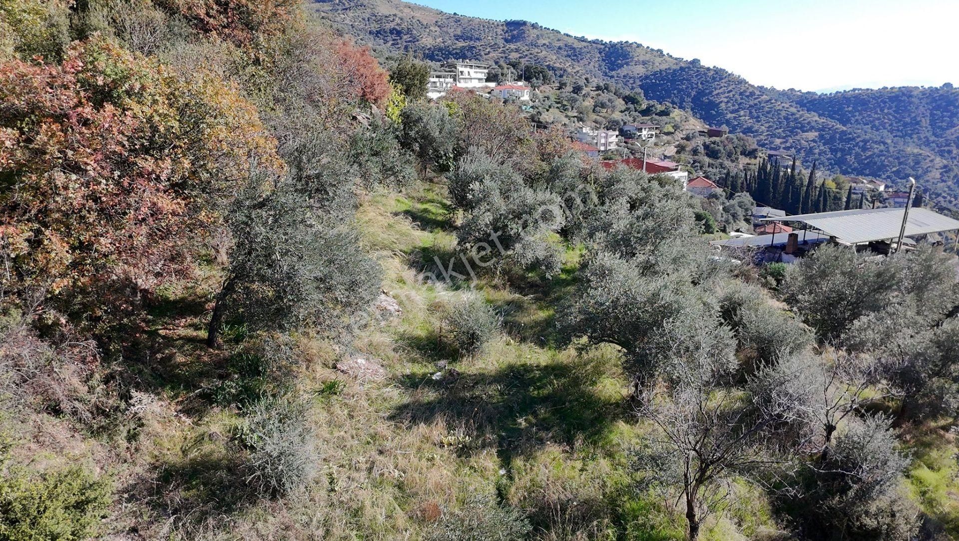 Aydın / Sultanhisar – Malgaçmustafa Mahallesi Satılık Zeytinlik – 1 Dönüm (904 M²) - Görsel 10