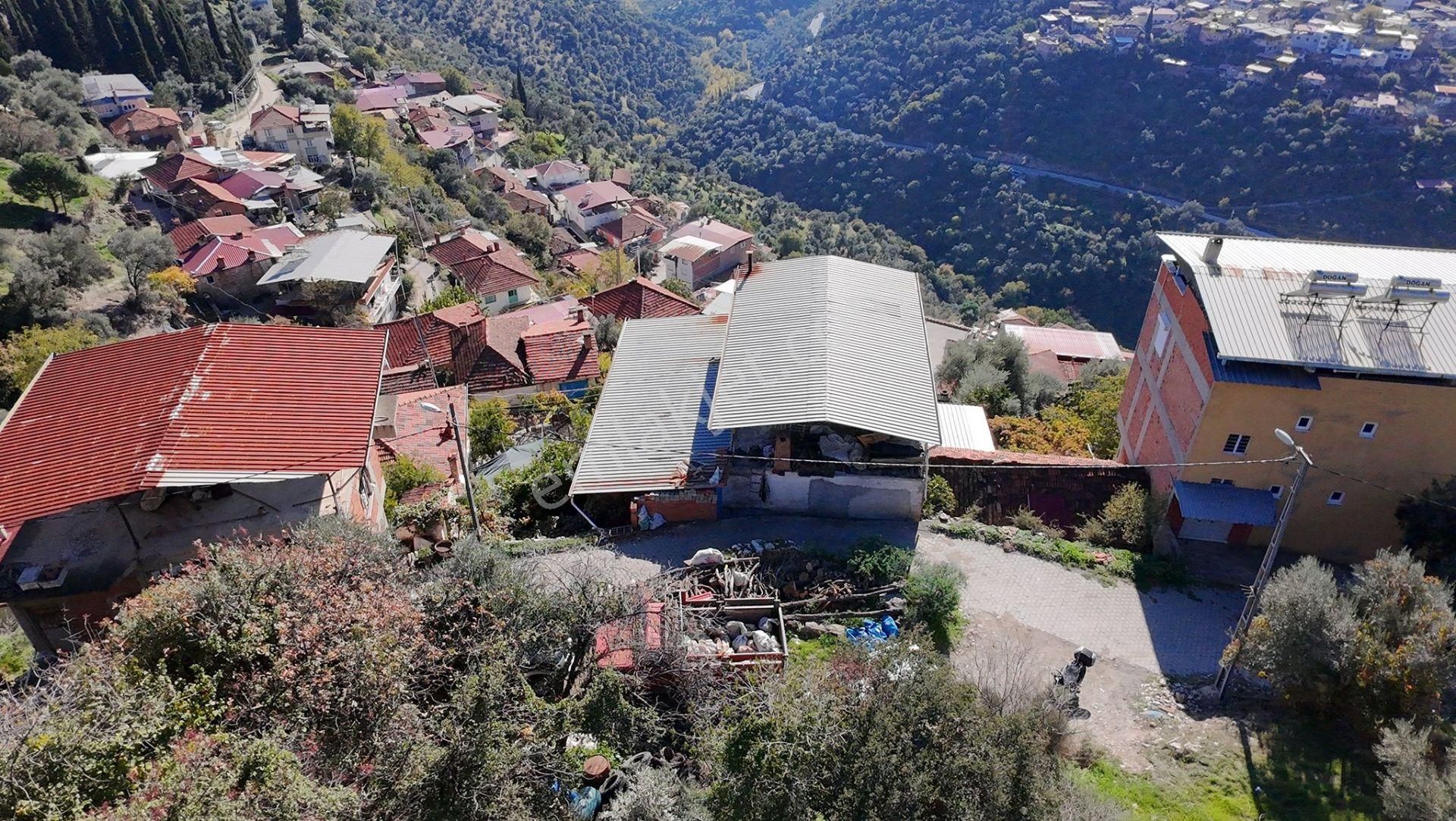 Aydın / Sultanhisar – Malgaçmustafa Mahallesi Satılık Zeytinlik – 1 Dönüm (904 M²) - Görsel 9