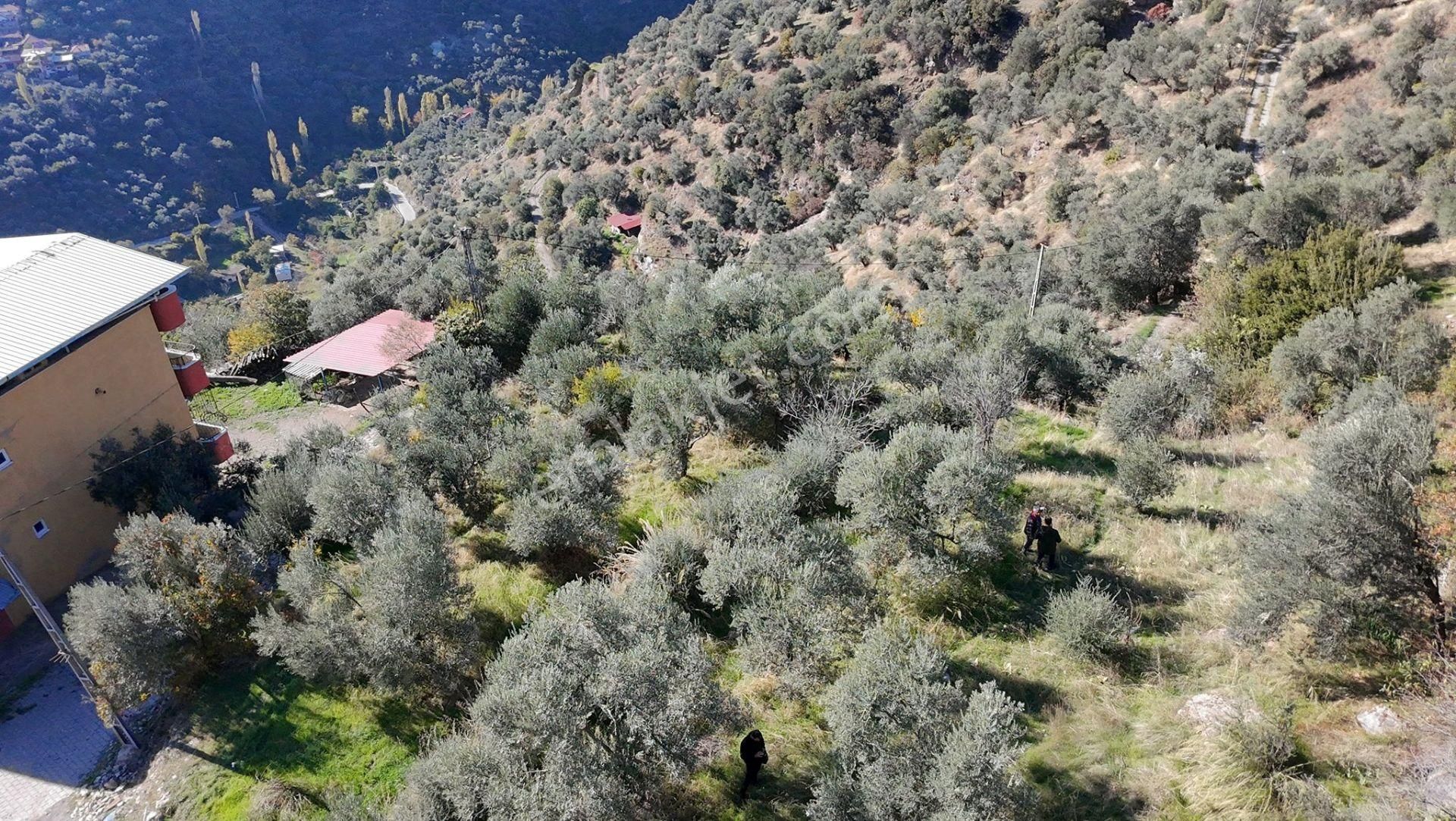 Aydın / Sultanhisar – Malgaçmustafa Mahallesi Satılık Zeytinlik – 1 Dönüm (904 M²) - Görsel 5