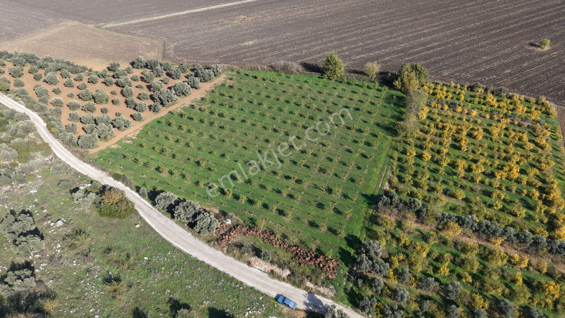İzmir Çakaltepede 10.540 M2 Tektapu Asfalt Cephe 200 Zeytin 200 Ceviz Ağaçlı Yatırımlık Arazi - Görsel 8
