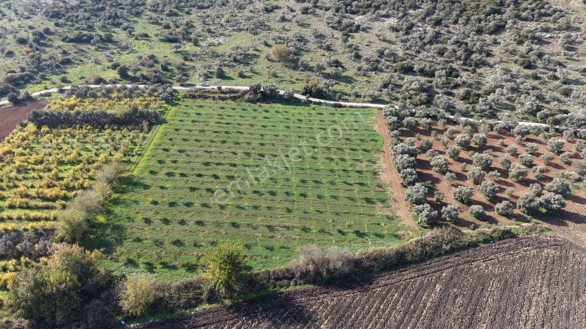 İzmir Çakaltepede 10.540 M2 Tektapu Asfalt Cephe 200 Zeytin 200 Ceviz Ağaçlı Yatırımlık Arazi - Görsel 7
