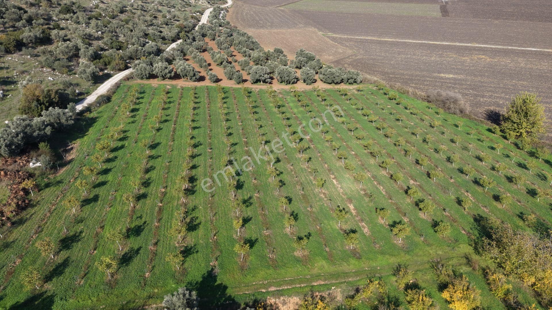 İzmir Çakaltepede 10.540 M2 Tektapu Asfalt Cephe 200 Zeytin 200 Ceviz Ağaçlı Yatırımlık Arazi - Görsel 12