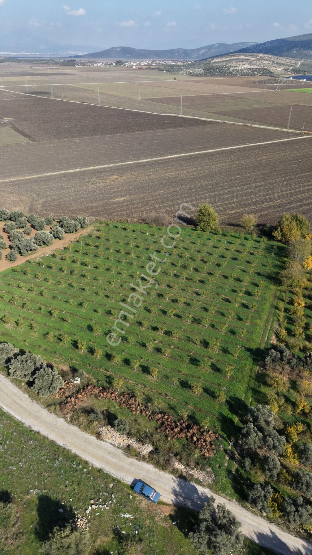 İzmir Çakaltepede 10.540 M2 Tektapu Asfalt Cephe 200 Zeytin 200 Ceviz Ağaçlı Yatırımlık Arazi - Görsel 18