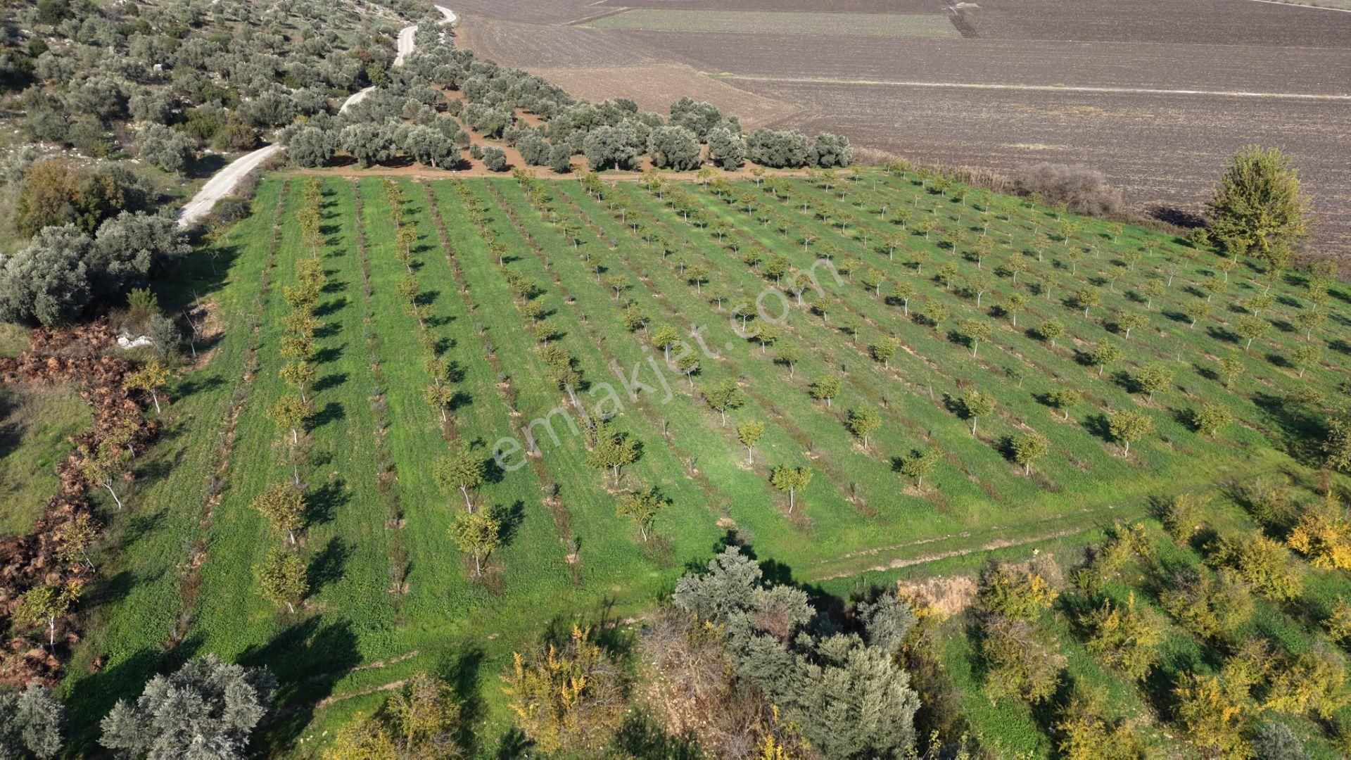 İzmir Çakaltepede 10.540 M2 Tektapu Asfalt Cephe 200 Zeytin 200 Ceviz Ağaçlı Yatırımlık Arazi - Görsel 11
