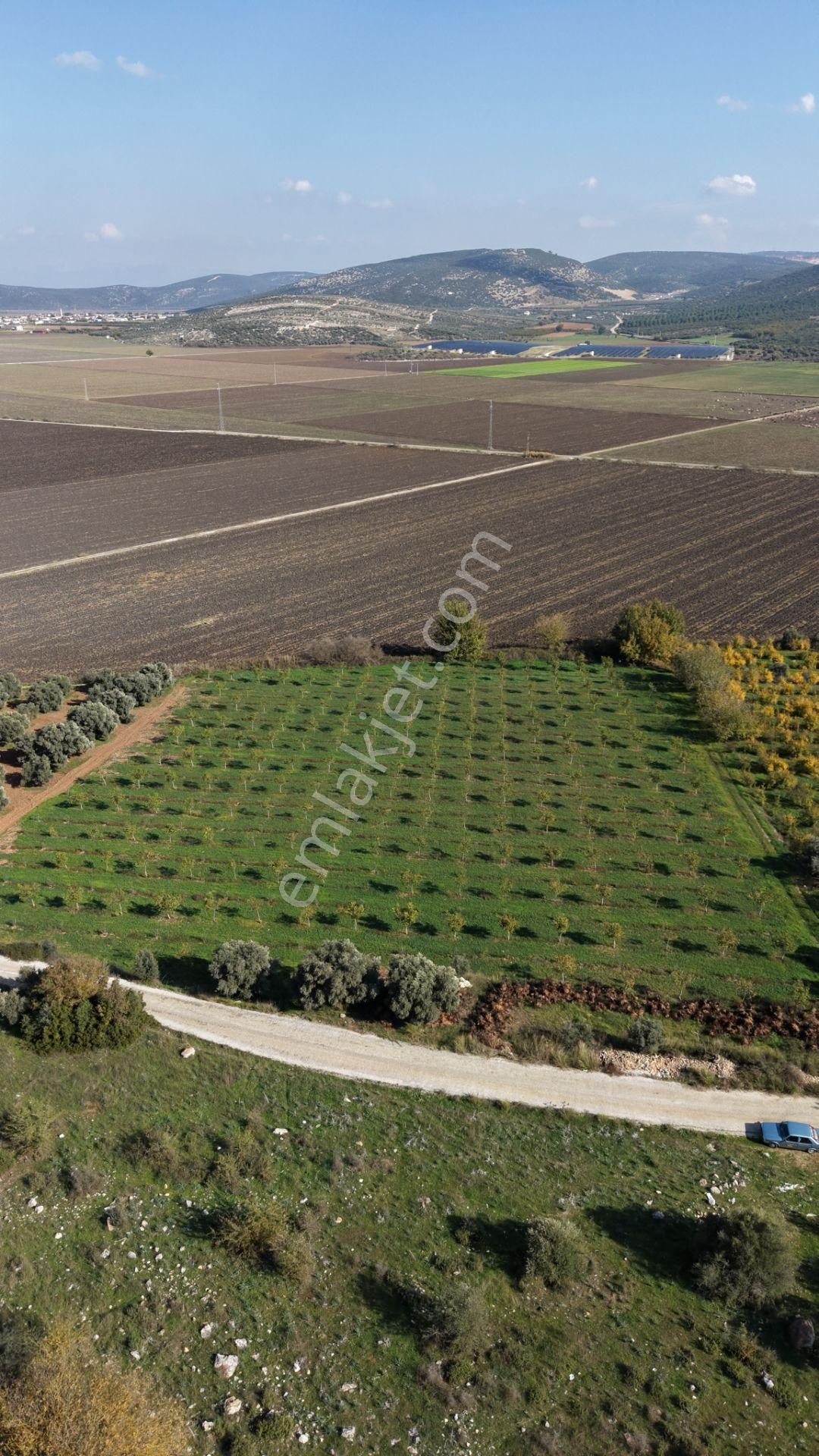 İzmir Çakaltepede 10.540 M2 Tektapu Asfalt Cephe 200 Zeytin 200 Ceviz Ağaçlı Yatırımlık Arazi - Görsel 17