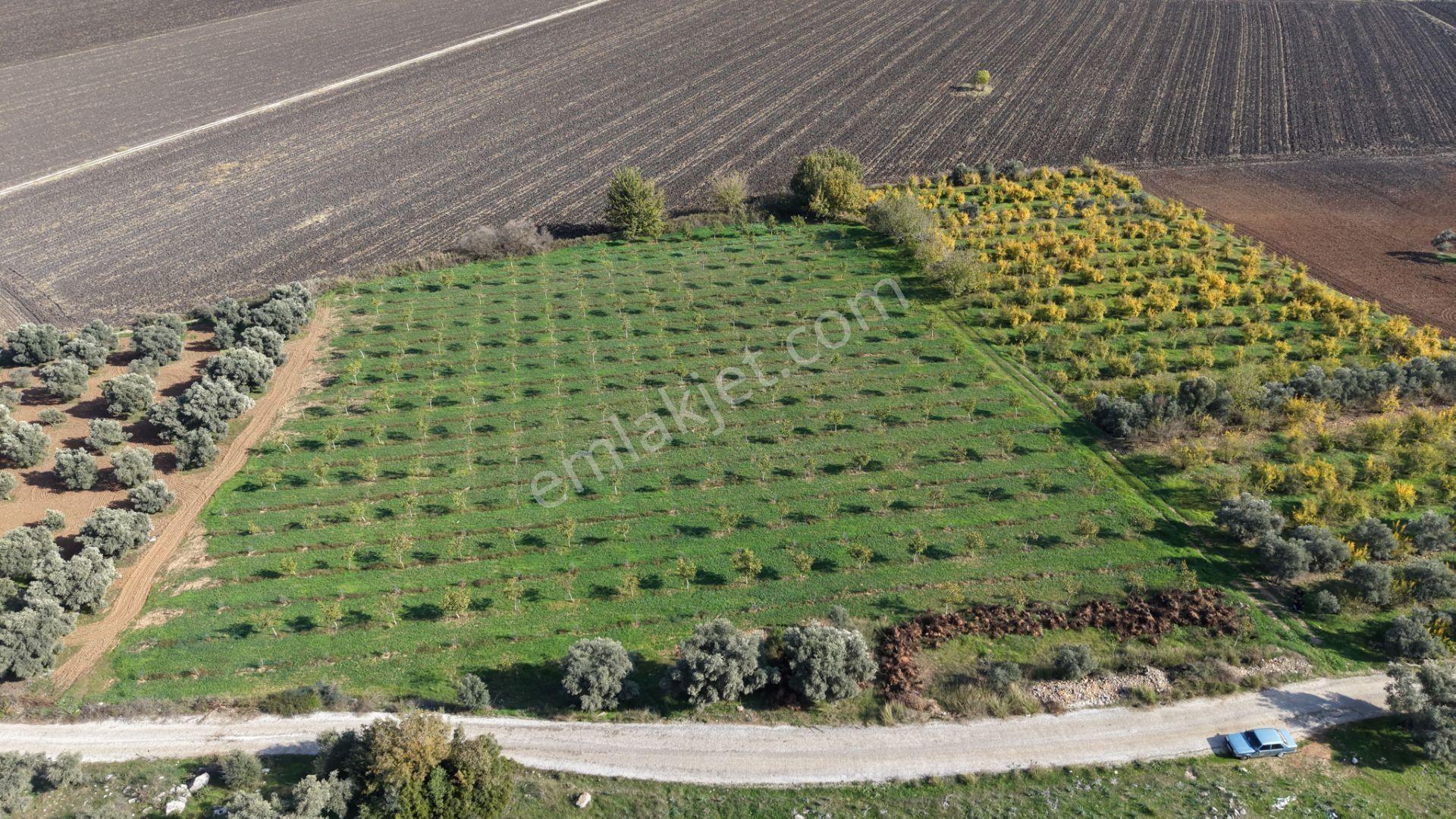 İzmir Çakaltepede 10.540 M2 Tektapu Asfalt Cephe 200 Zeytin 200 Ceviz Ağaçlı Yatırımlık Arazi