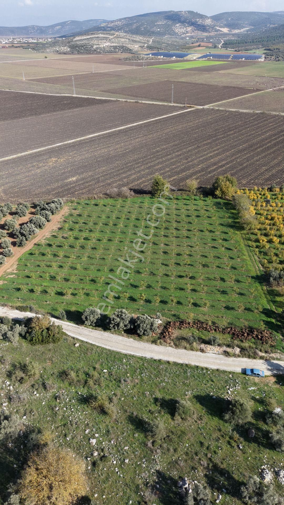 İzmir Çakaltepede 10.540 M2 Tektapu Asfalt Cephe 200 Zeytin 200 Ceviz Ağaçlı Yatırımlık Arazi - Görsel 16