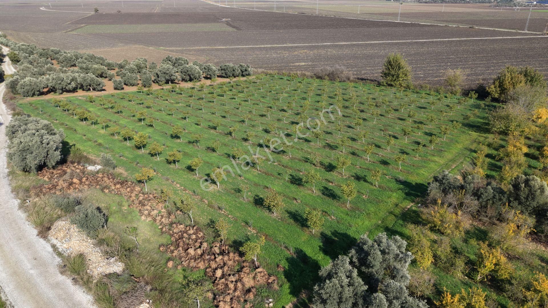 İzmir Çakaltepede 10.540 M2 Tektapu Asfalt Cephe 200 Zeytin 200 Ceviz Ağaçlı Yatırımlık Arazi - Görsel 9