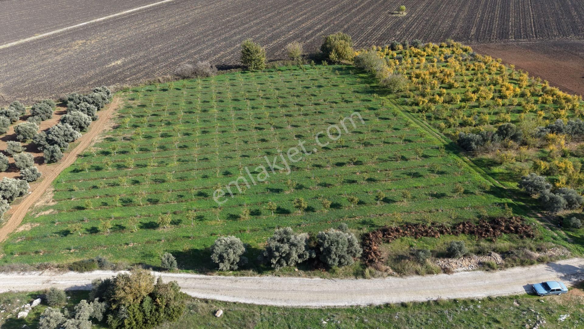 İzmir Çakaltepede 10.540 M2 Tektapu Asfalt Cephe 200 Zeytin 200 Ceviz Ağaçlı Yatırımlık Arazi - Görsel 3