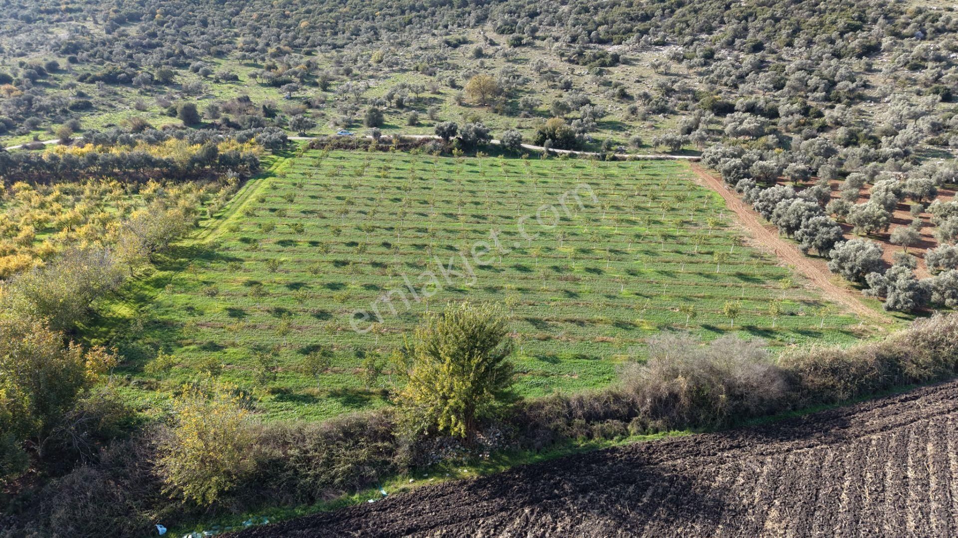 İzmir Çakaltepede 10.540 M2 Tektapu Asfalt Cephe 200 Zeytin 200 Ceviz Ağaçlı Yatırımlık Arazi - Görsel 6