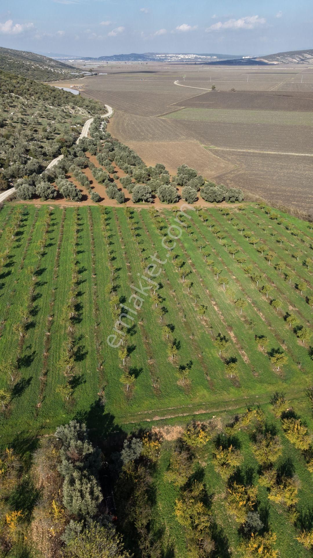 İzmir Çakaltepede 10.540 M2 Tektapu Asfalt Cephe 200 Zeytin 200 Ceviz Ağaçlı Yatırımlık Arazi - Görsel 13