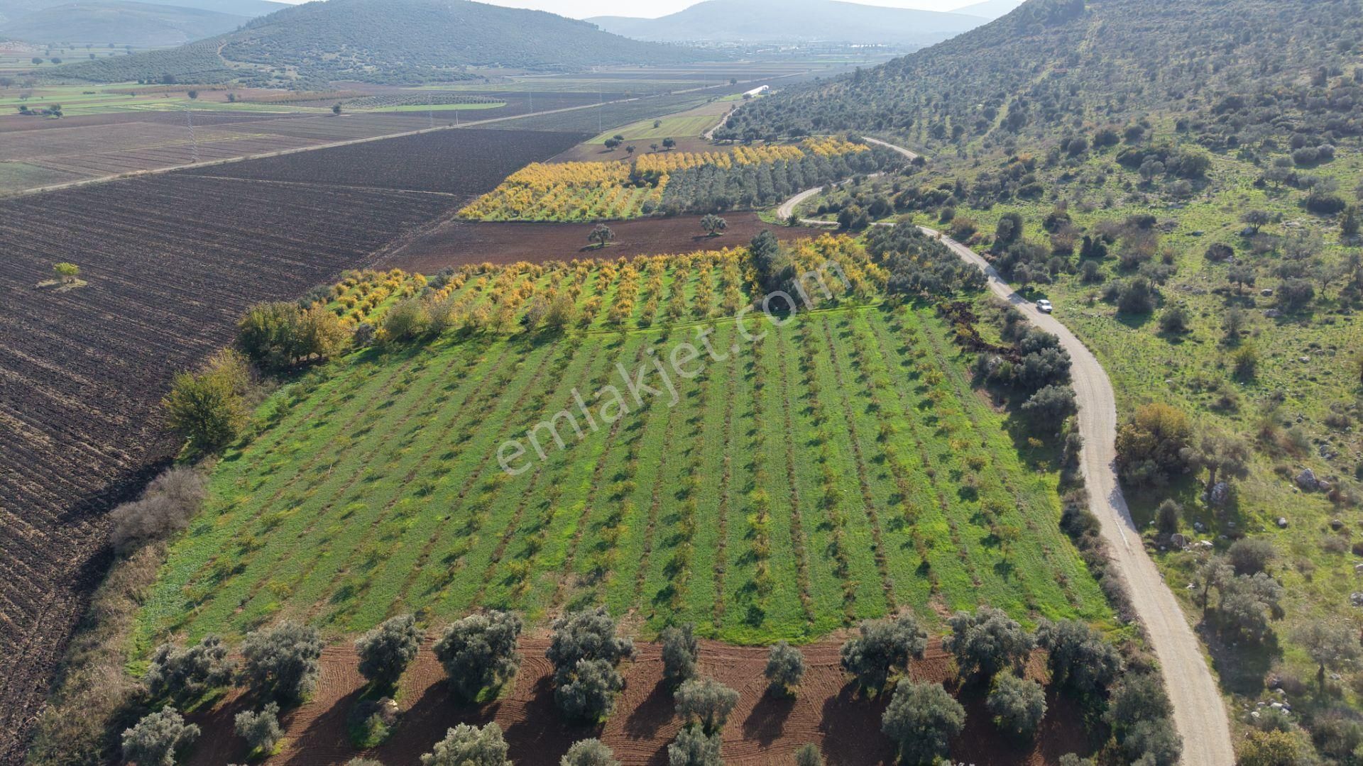 İzmir Çakaltepede 10.540 M2 Tektapu Asfalt Cephe 200 Zeytin 200 Ceviz Ağaçlı Yatırımlık Arazi - Görsel 4