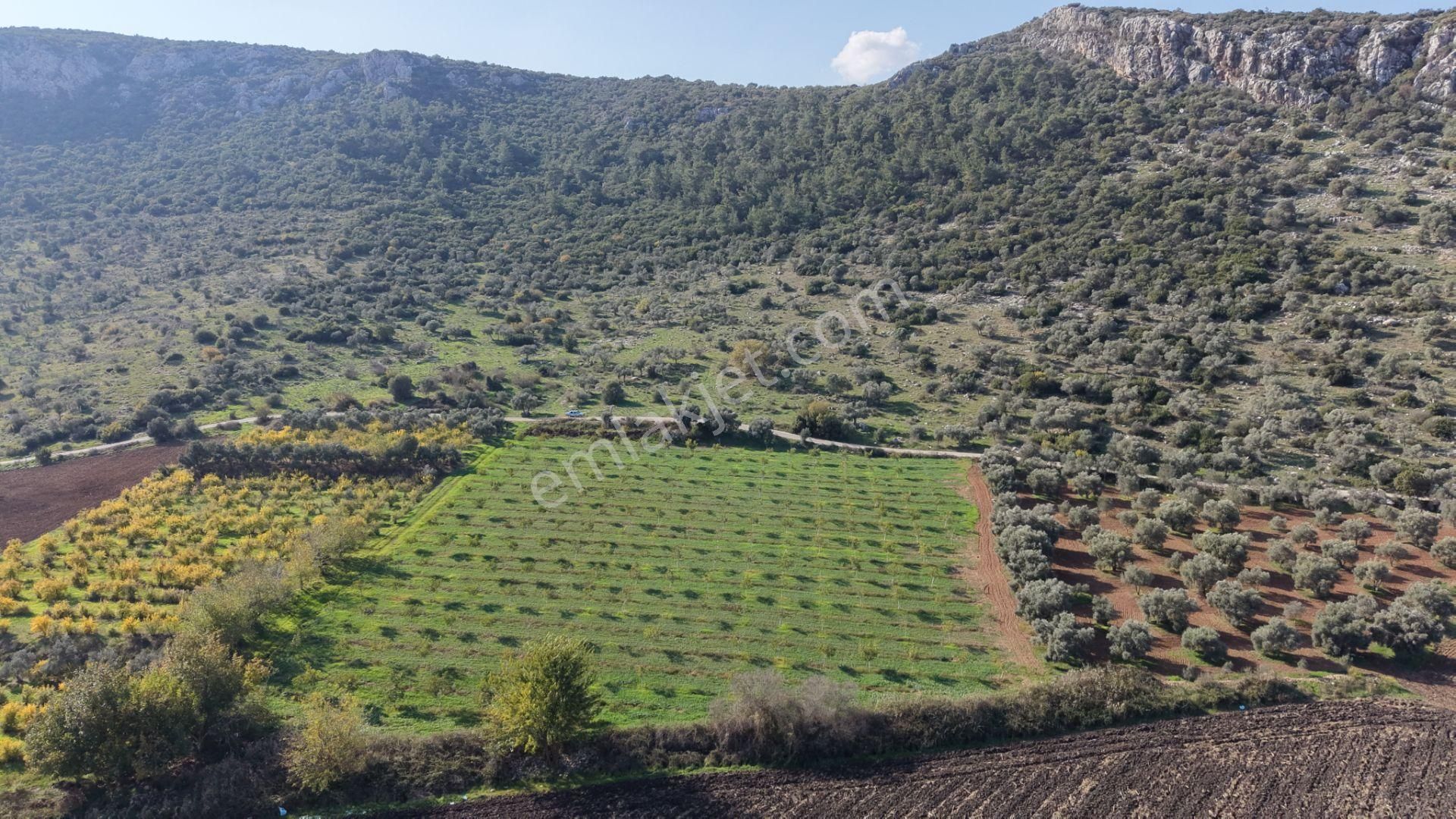 İzmir Çakaltepede 10.540 M2 Tektapu Asfalt Cephe 200 Zeytin 200 Ceviz Ağaçlı Yatırımlık Arazi - Görsel 5