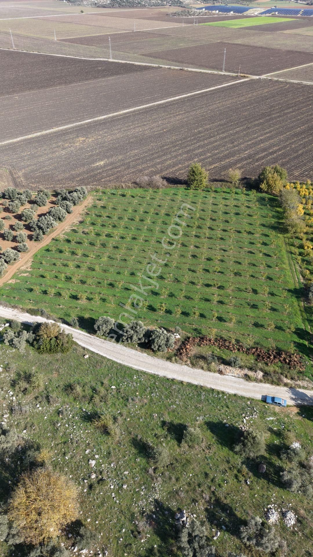 İzmir Çakaltepede 10.540 M2 Tektapu Asfalt Cephe 200 Zeytin 200 Ceviz Ağaçlı Yatırımlık Arazi - Görsel 15