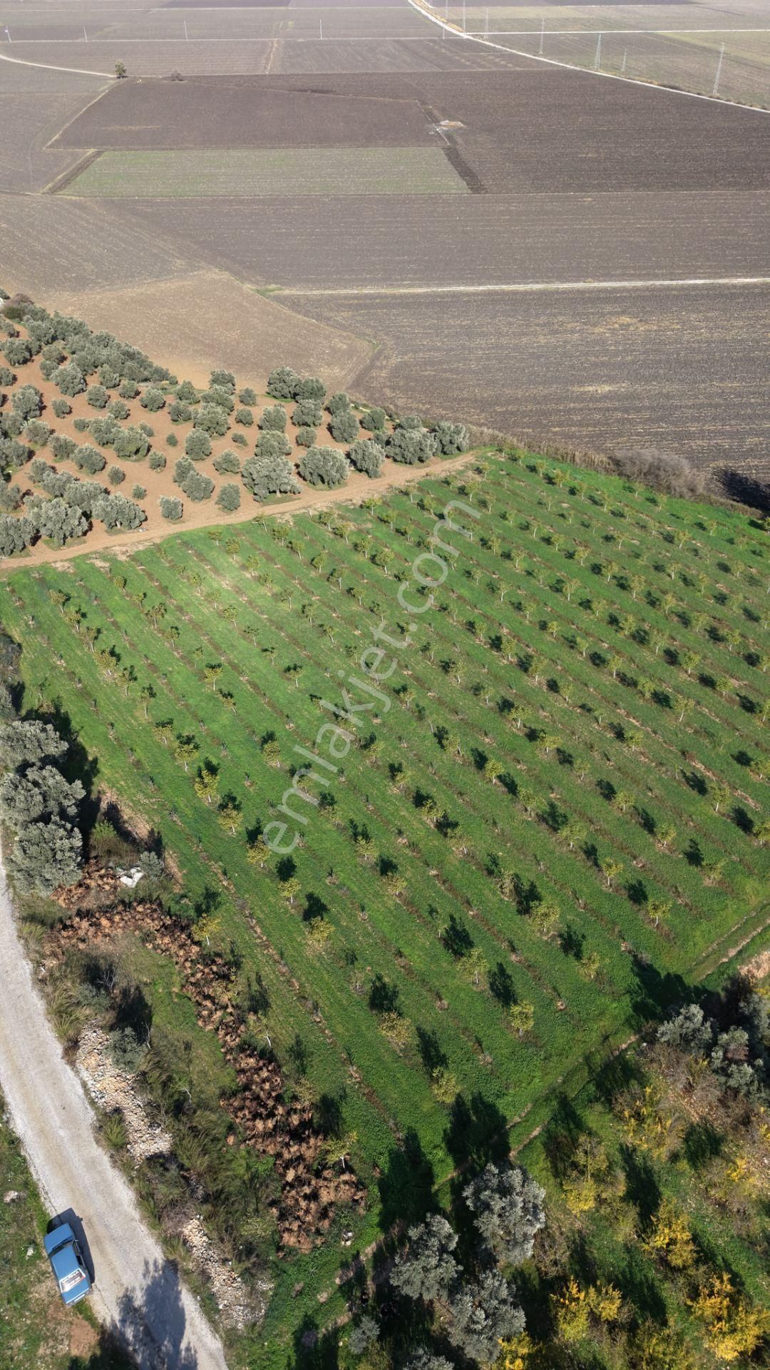 İzmir Çakaltepede 10.540 M2 Tektapu Asfalt Cephe 200 Zeytin 200 Ceviz Ağaçlı Yatırımlık Arazi - Görsel 14