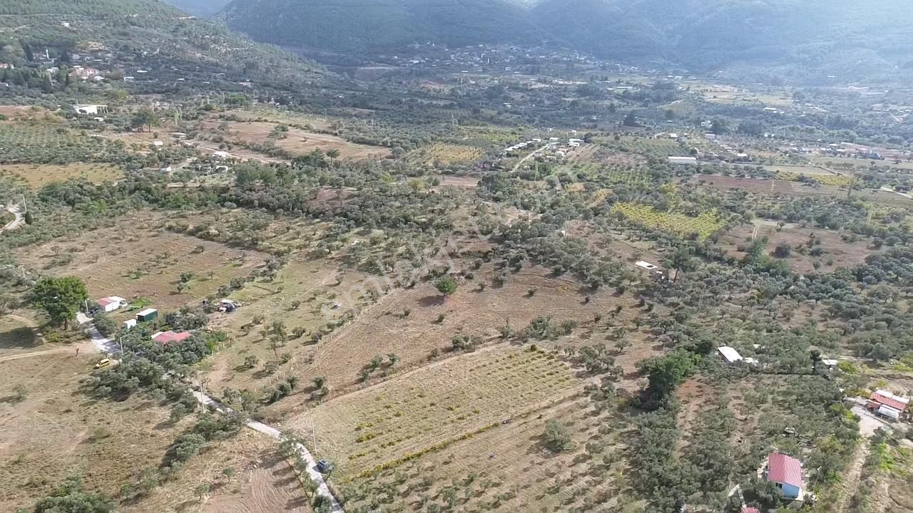 Kemalpaşa Gökyakada Doğayla İç İçe,erişimi Kolay Zeytinli Tarla - Görsel 6