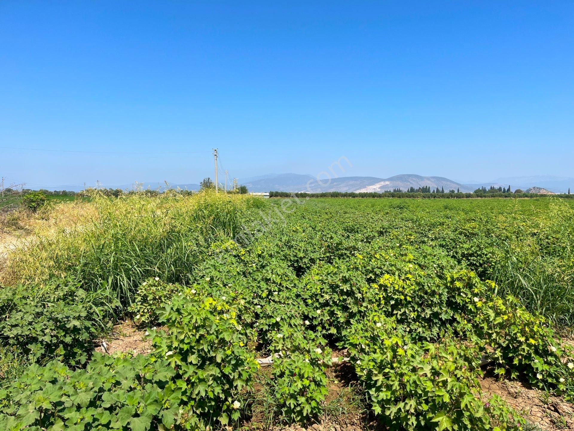 Milas Ağaçlıhöyük Mahallesinde 70 Dönüm Satılık Çiftlik Arazisi - Görsel 9