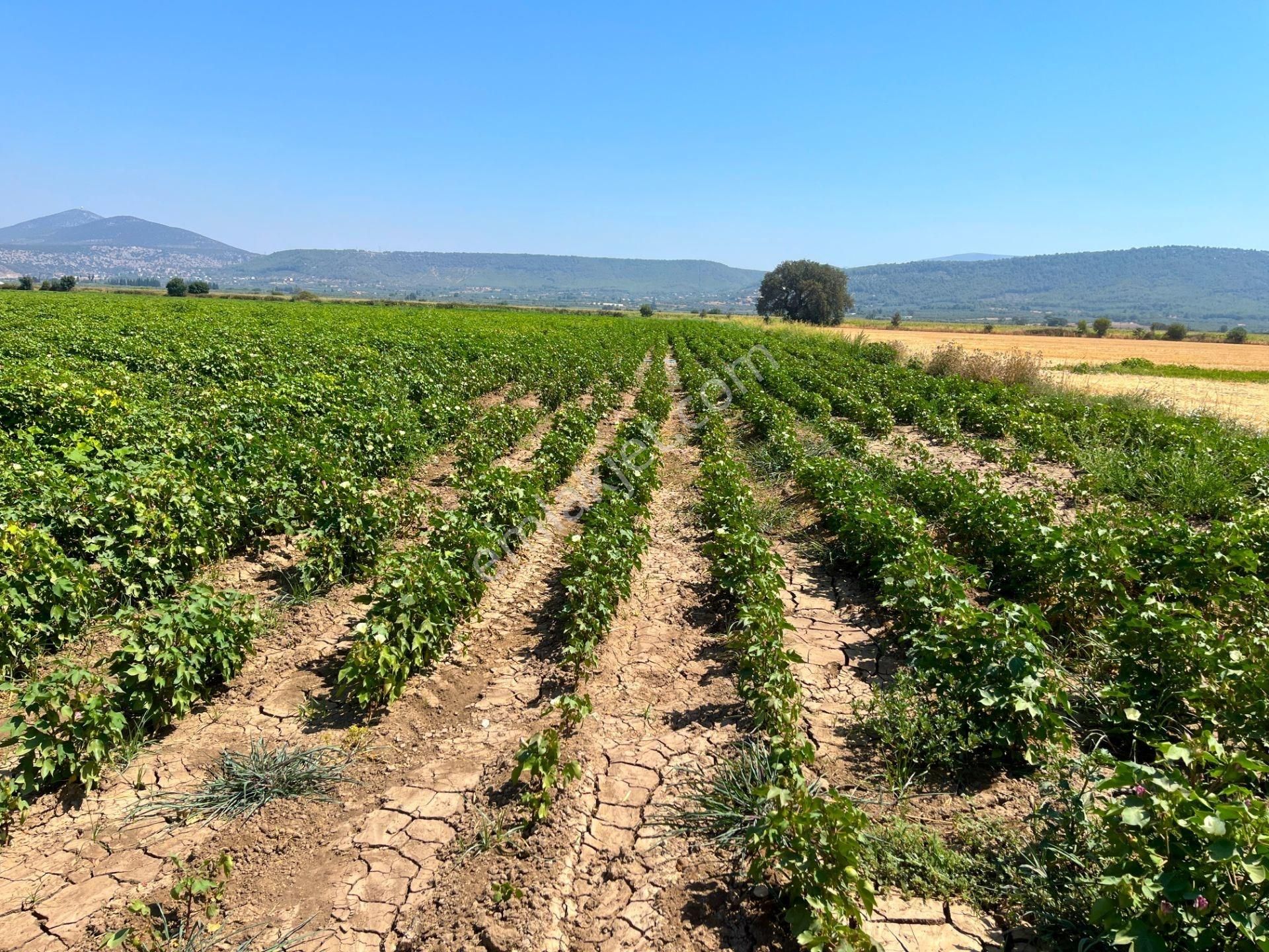 Milas Ağaçlıhöyük Mahallesinde 70 Dönüm Satılık Çiftlik Arazisi - Görsel 10