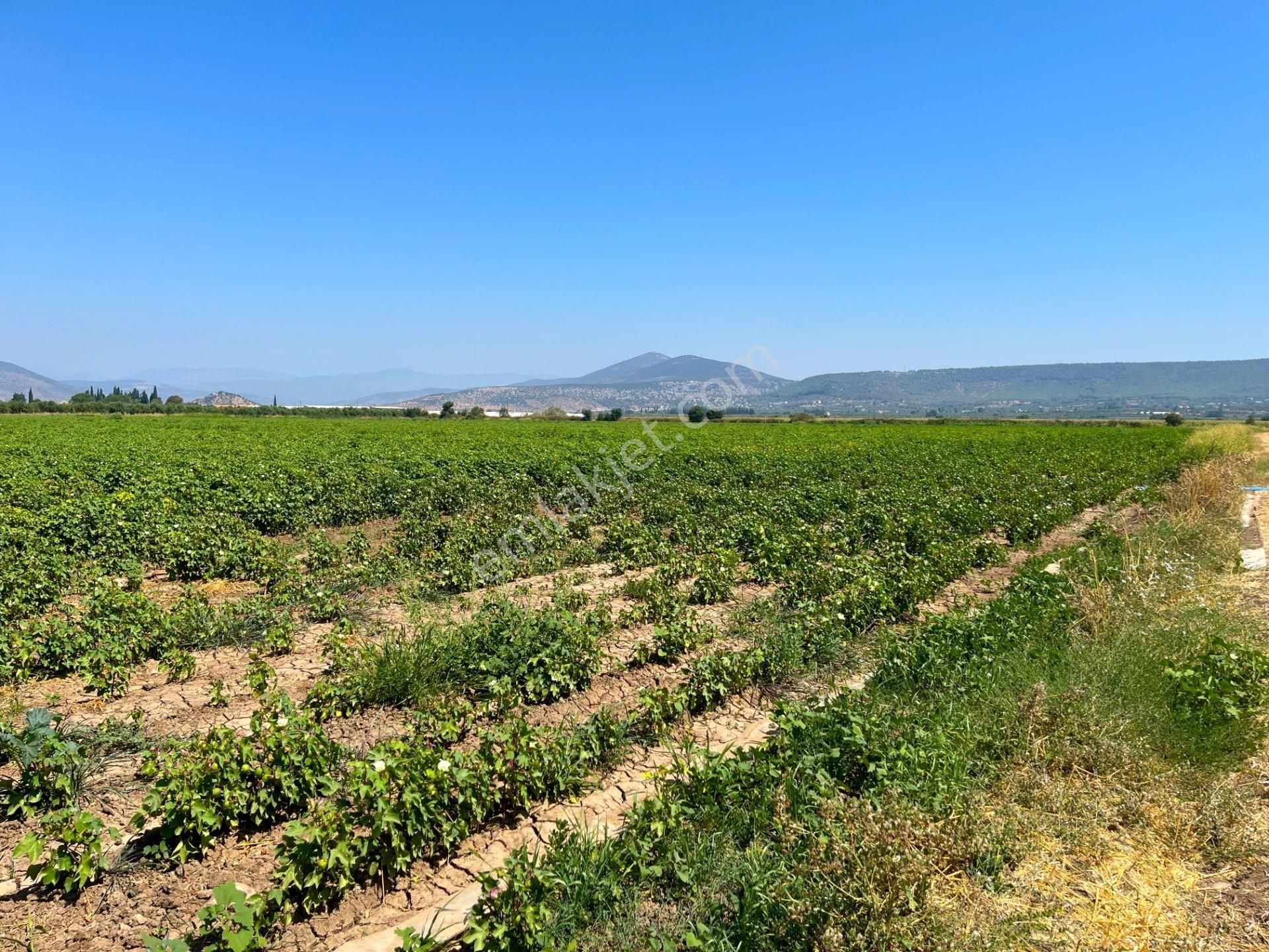 Milas Ağaçlıhöyük Mahallesinde 70 Dönüm Satılık Çiftlik Arazisi - Görsel 15