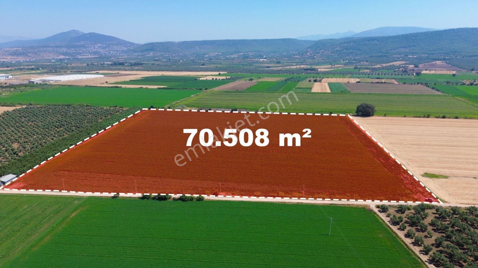 Milas Ağaçlıhöyük Mahallesinde 70 Dönüm Satılık Çiftlik Arazisi