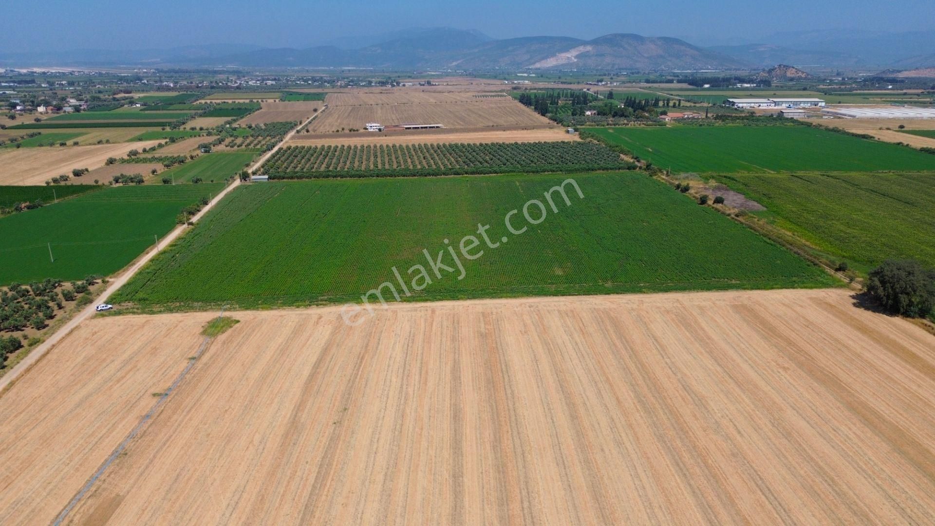 Milas Ağaçlıhöyük Mahallesinde 70 Dönüm Satılık Çiftlik Arazisi - Görsel 6