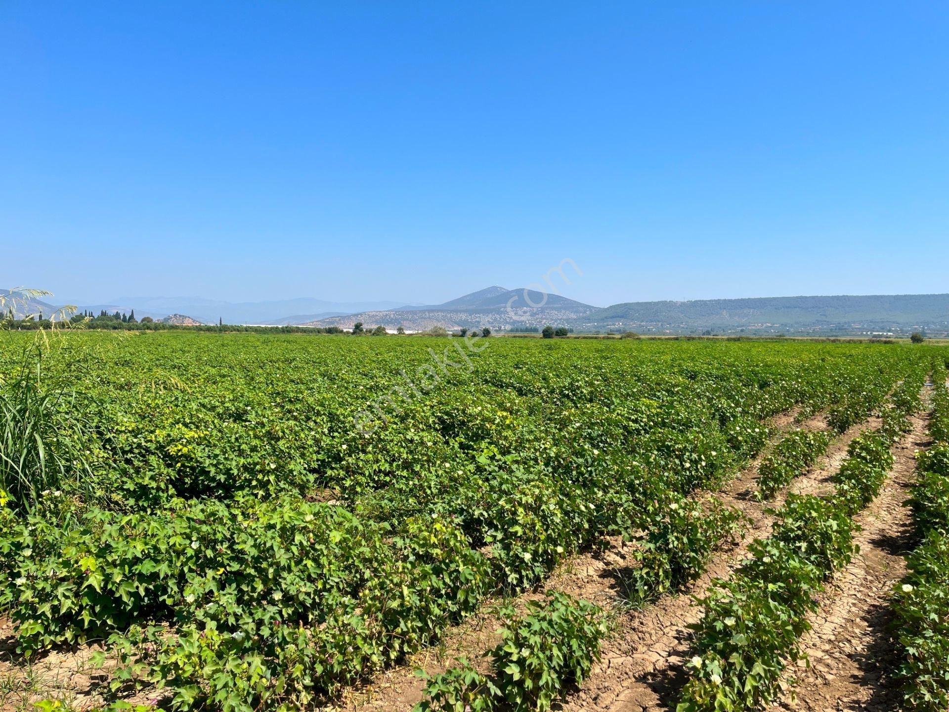 Milas Ağaçlıhöyük Mahallesinde 70 Dönüm Satılık Çiftlik Arazisi - Görsel 11