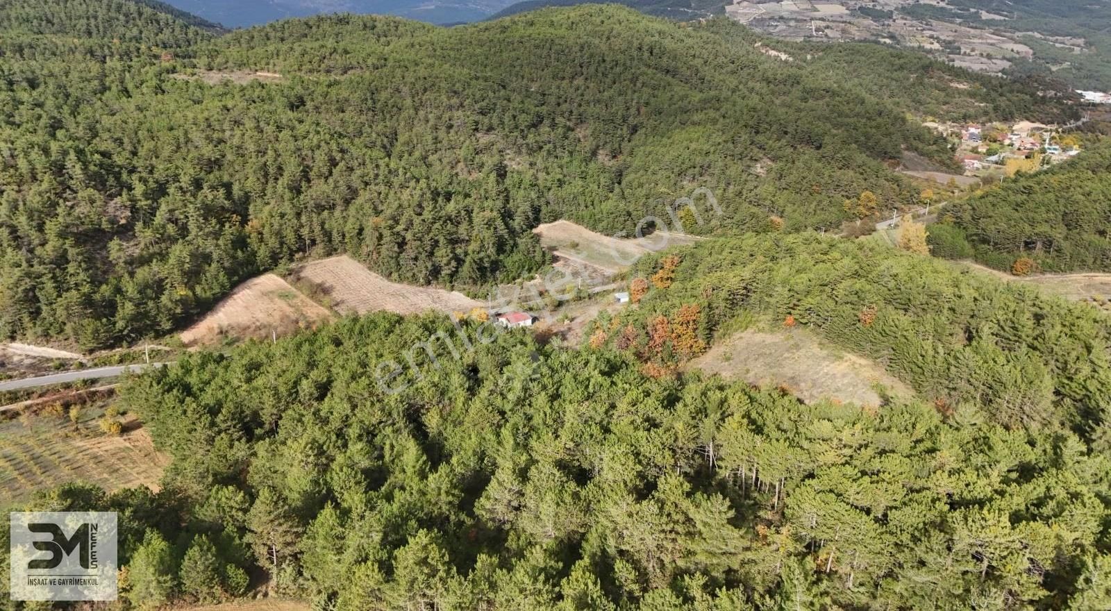 Sakarya Geyve 2857m2 Asfalta Cephe Karışık Meyve Bahçesi Fırsat - Görsel 7