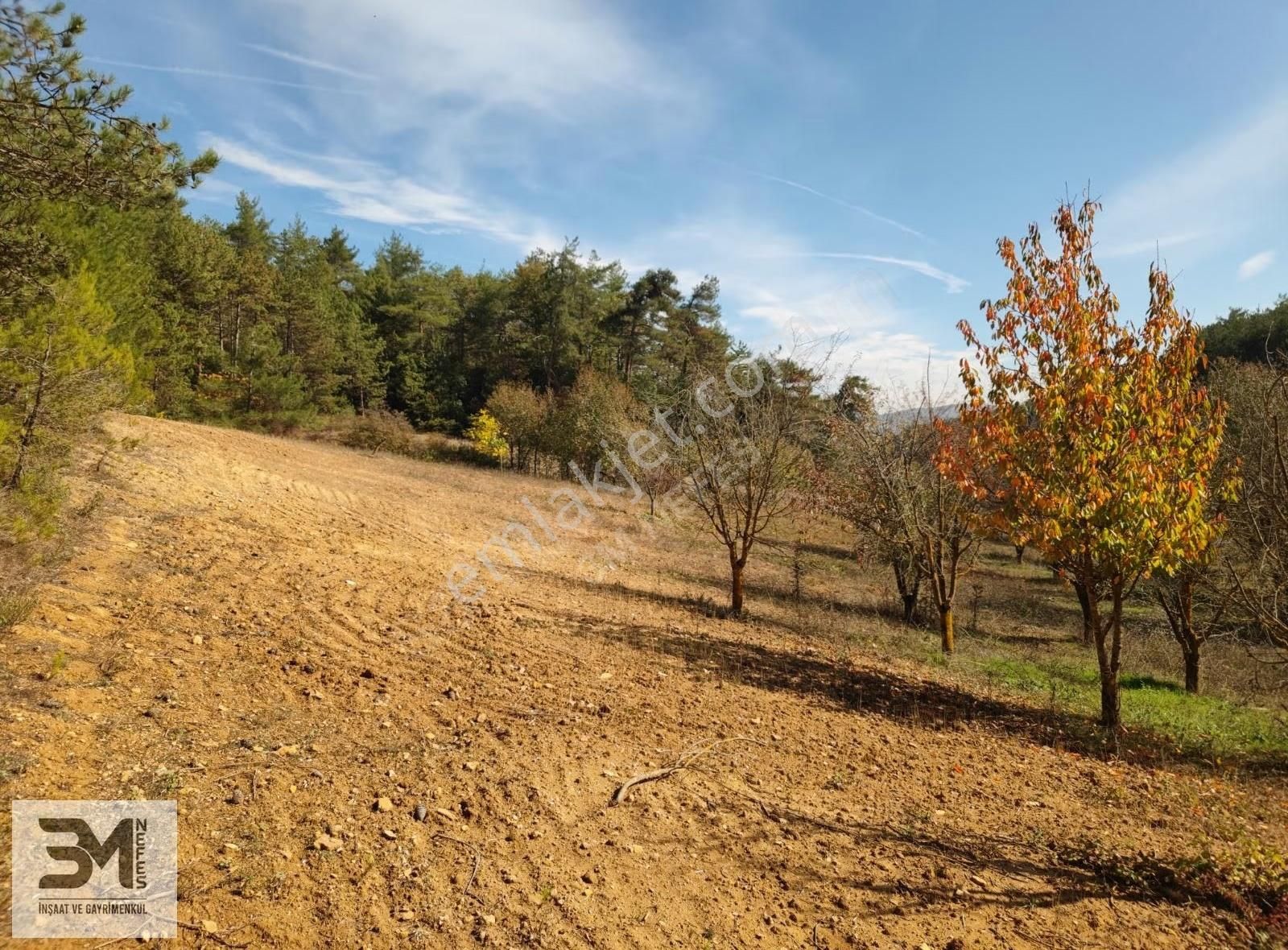 Sakarya Geyve 2857m2 Asfalta Cephe Karışık Meyve Bahçesi Fırsat - Görsel 12