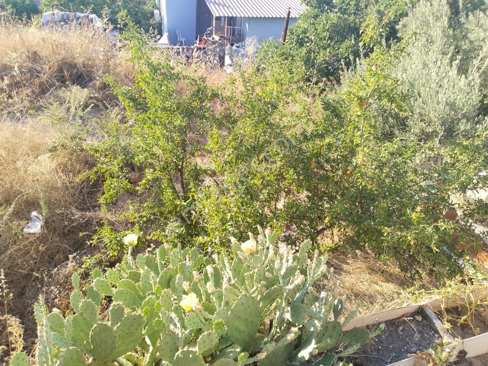 Satılık Köy Evi – Söke Bağarası - Görsel 10