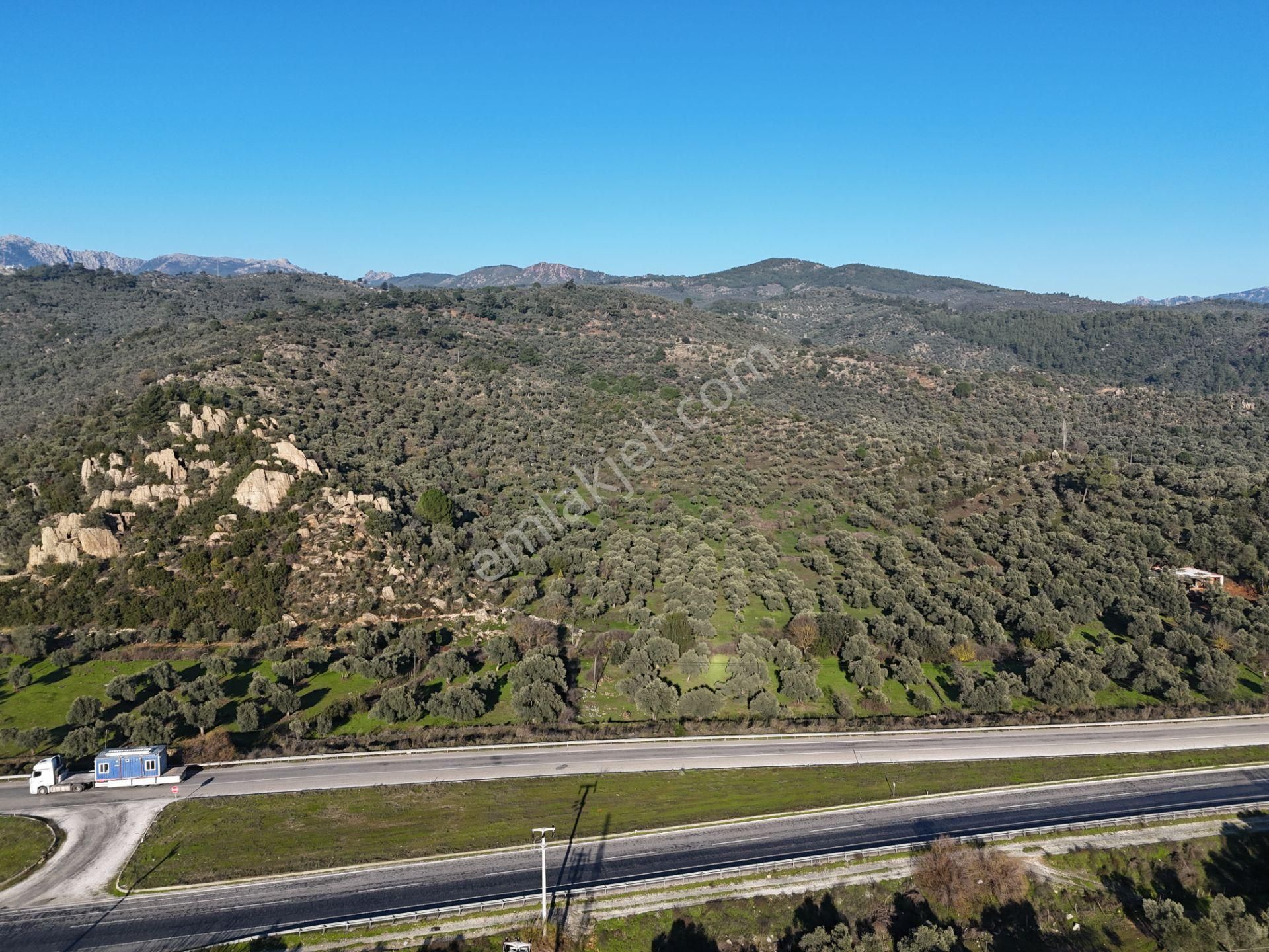 Milas Danişment’te 467m² Zeytinli Tarla, Yola Sıfır Yatırım Fırsatı - Görsel 7