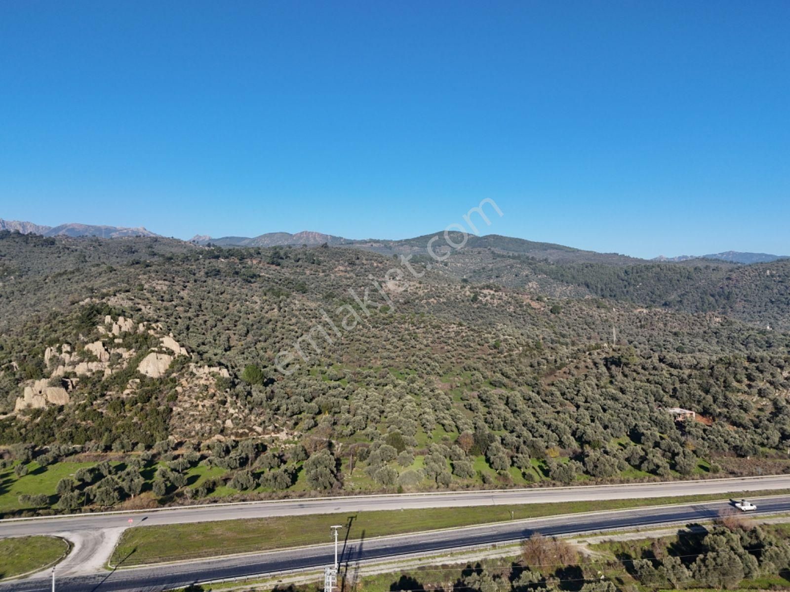 Milas Danişment’te 467m² Zeytinli Tarla, Yola Sıfır Yatırım Fırsatı - Görsel 14