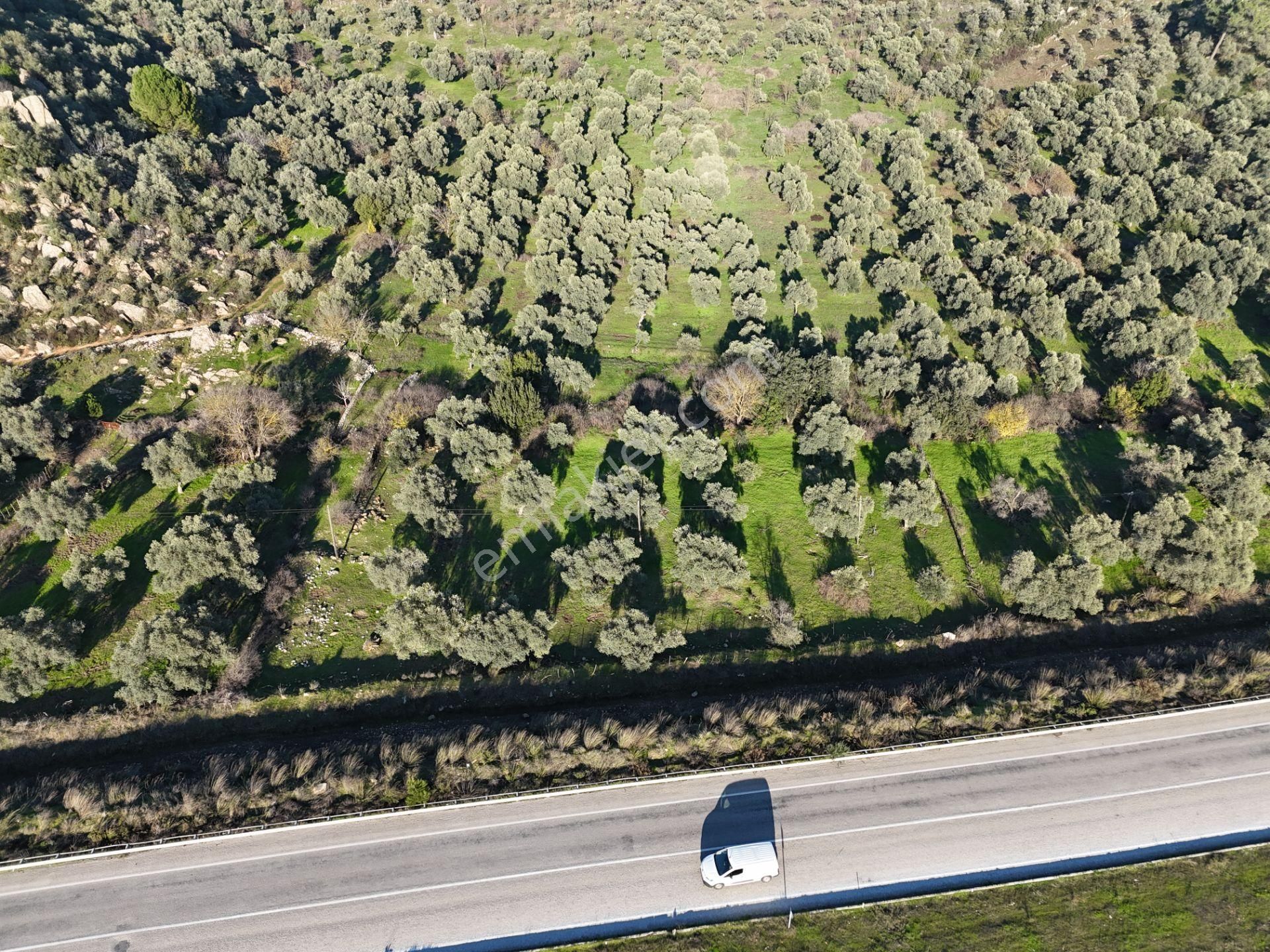 Milas Danişment’te 467m² Zeytinli Tarla, Yola Sıfır Yatırım Fırsatı - Görsel 3