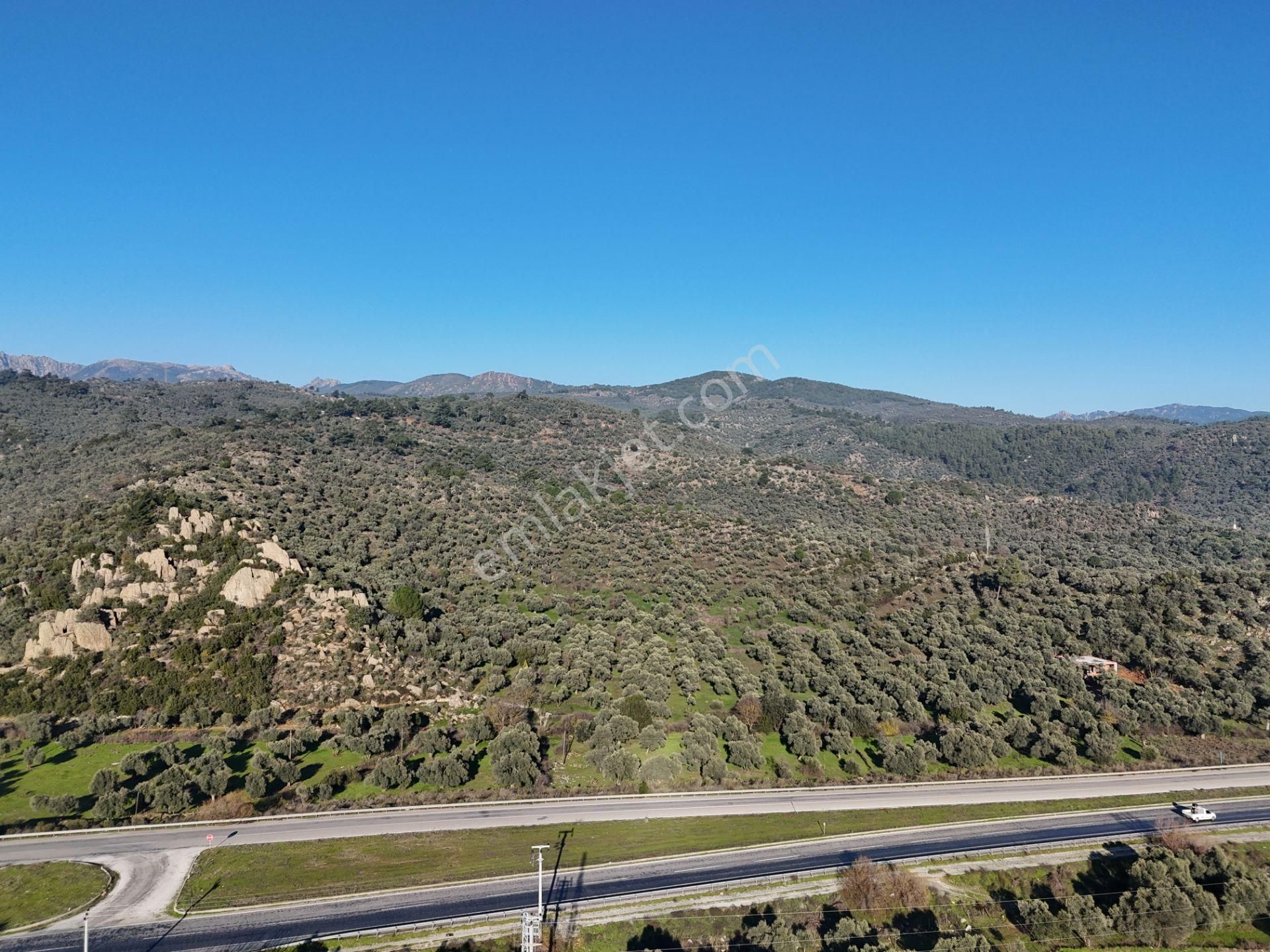 Milas Danişment’te 467m² Zeytinli Tarla, Yola Sıfır Yatırım Fırsatı - Görsel 4