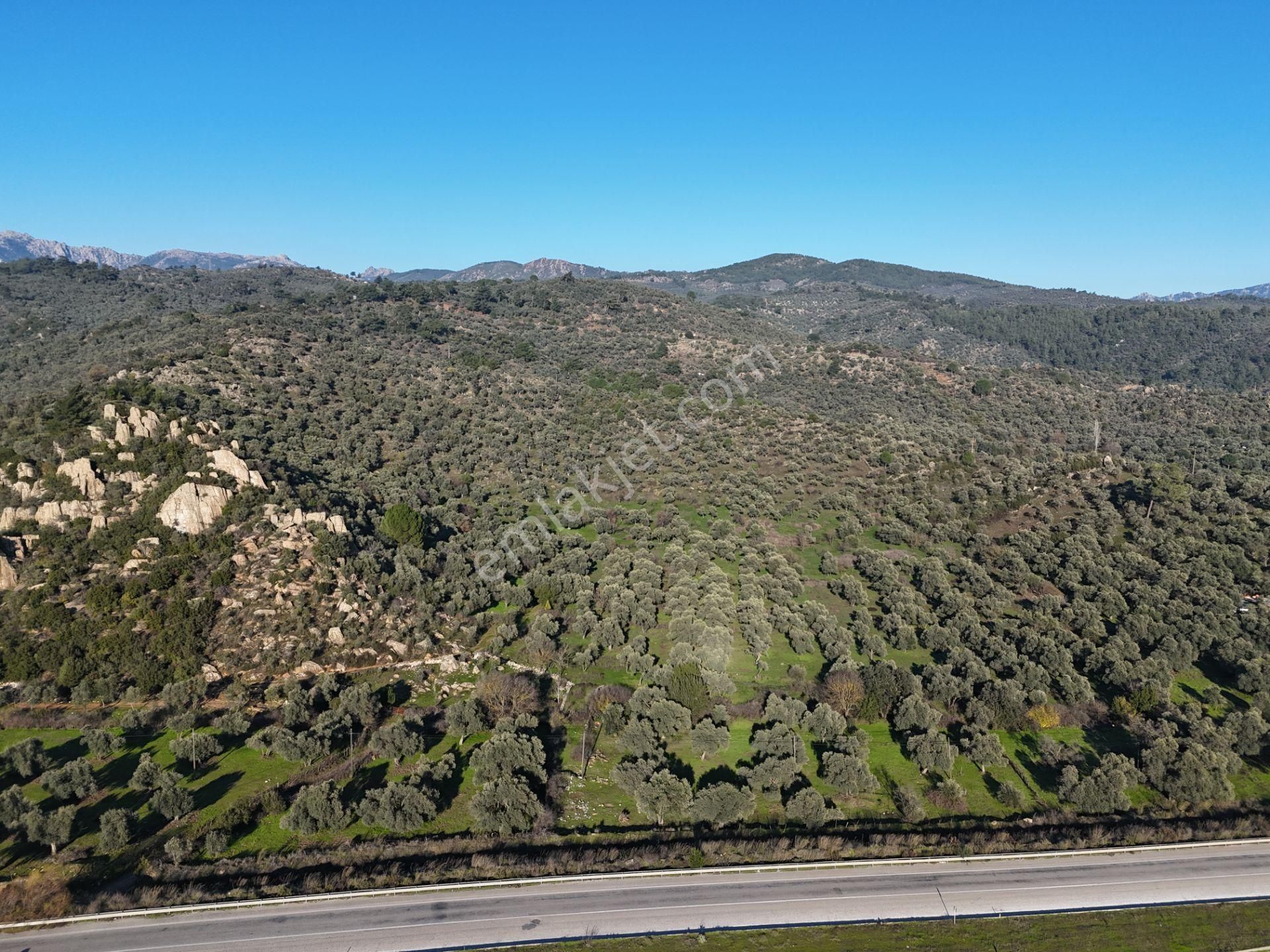 Milas Danişment’te 467m² Zeytinli Tarla, Yola Sıfır Yatırım Fırsatı - Görsel 5